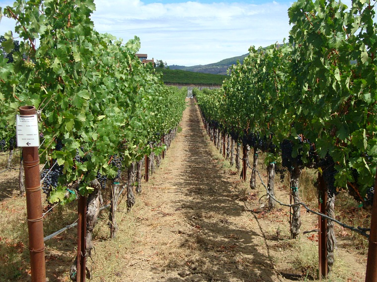 A vineyard in the Napa Valley.