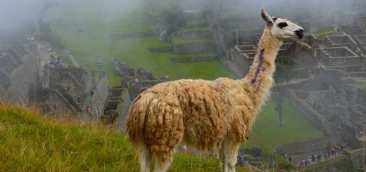 A llama at Machu Picchu.