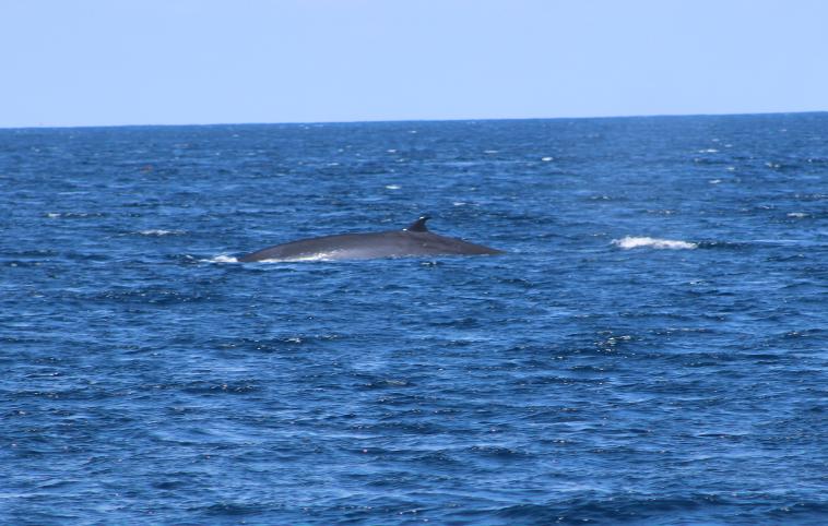 galapagos-espanola-whale