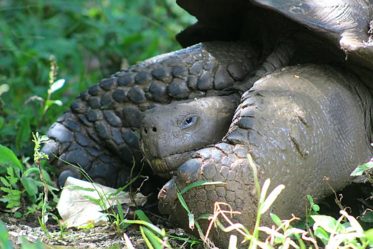 Santa Cruz Galapagos tortoise