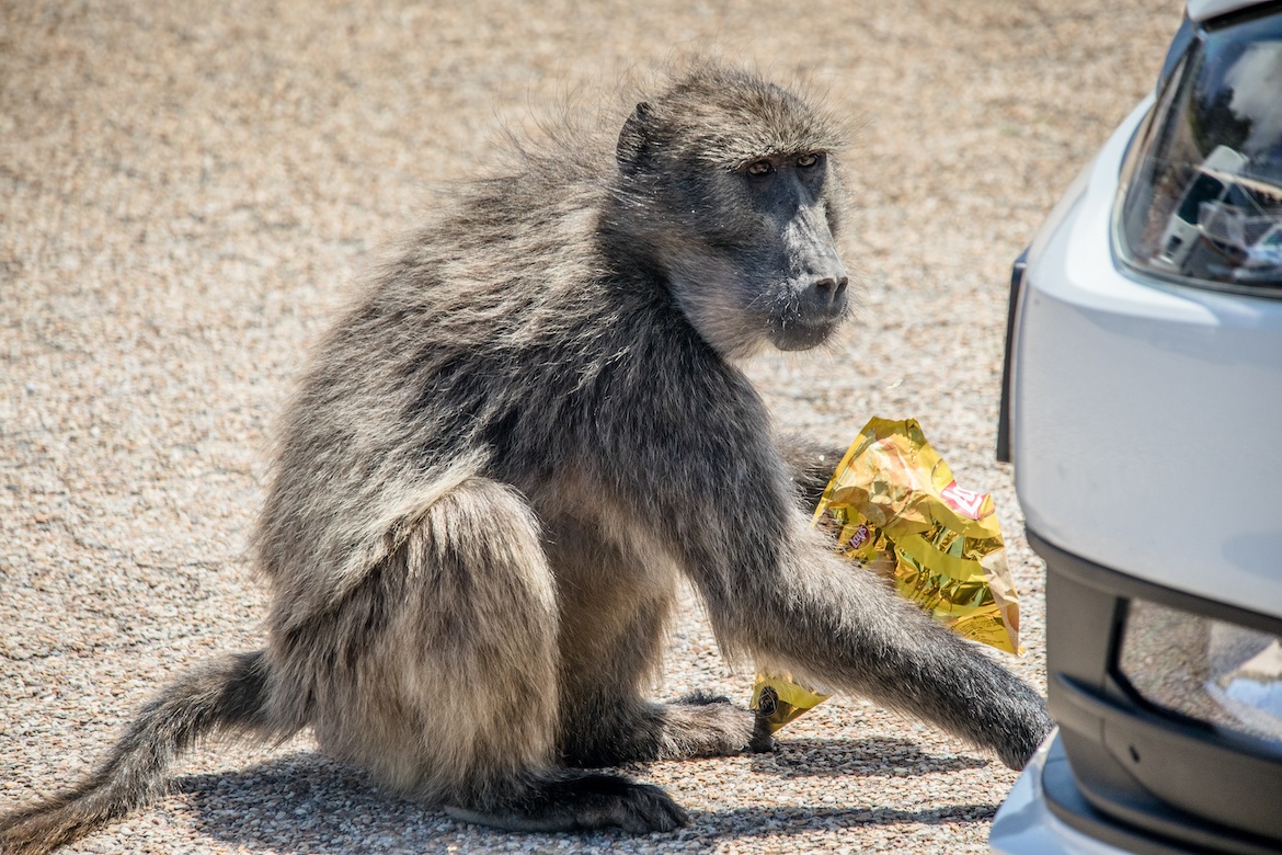A baboon who accosted a woman in the parking lot and stole her potato chips!