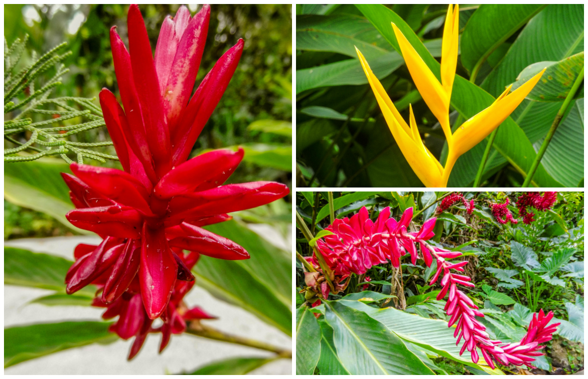 Diamond Falls Botanical Gardens in Saint Lucia