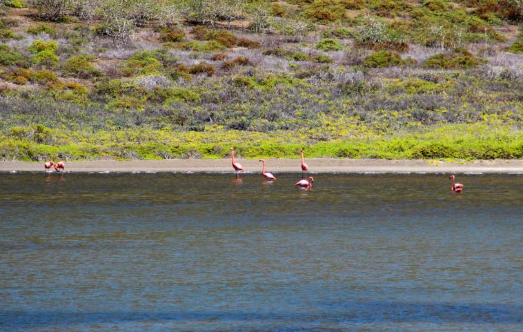 galapagos-sombrerochino-flamingo