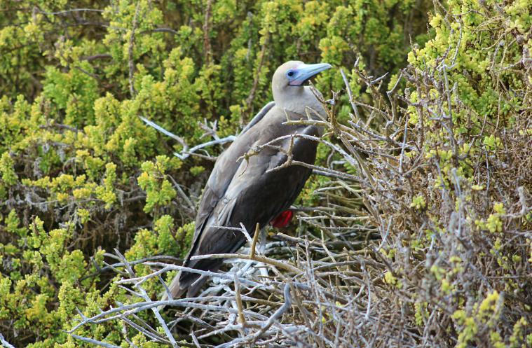 A red-footed booby.