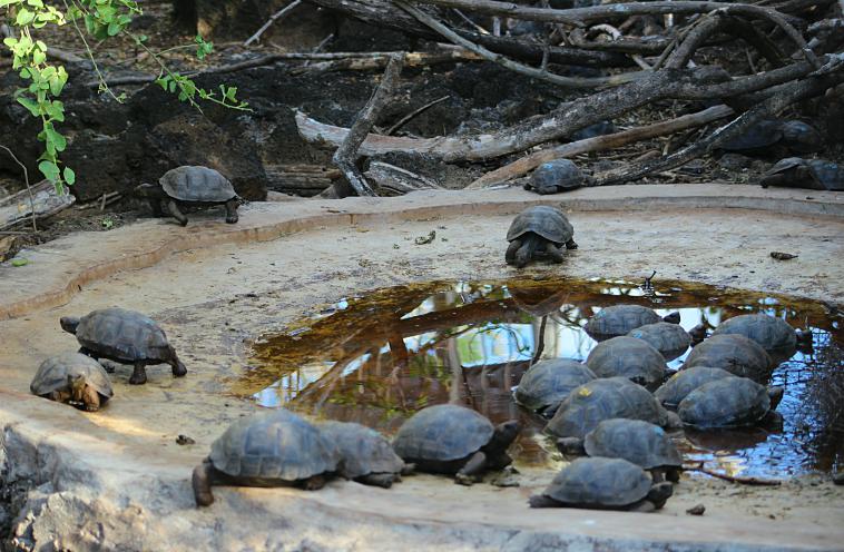 galapagos-santa-cruz-turtles tortoise breeding charles darwin