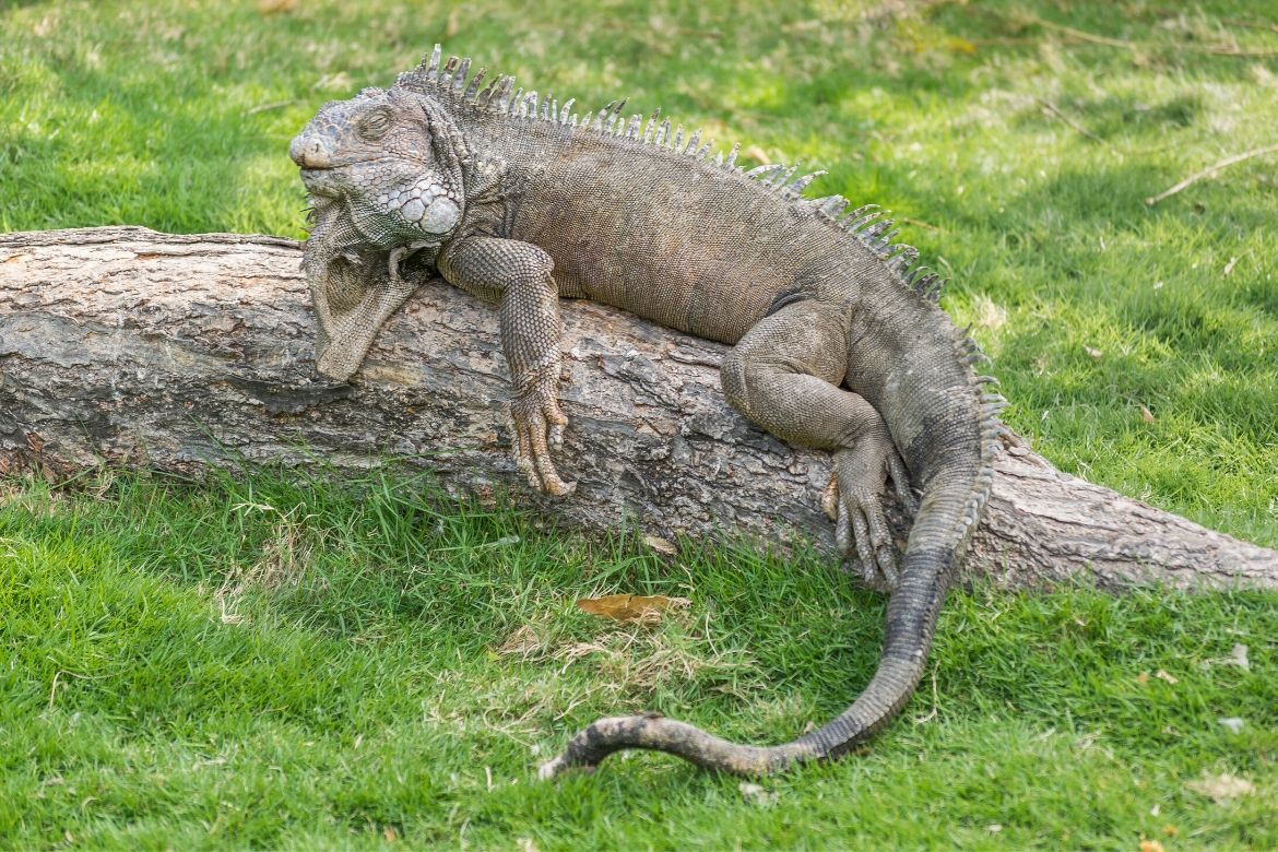 Iguana Park is one of the best things to do in Guayaquil Ecuador