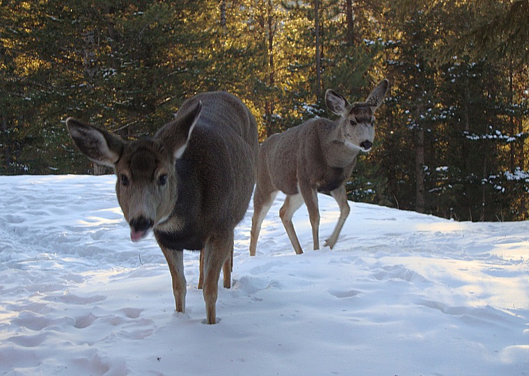 canada-banff-deer-winter