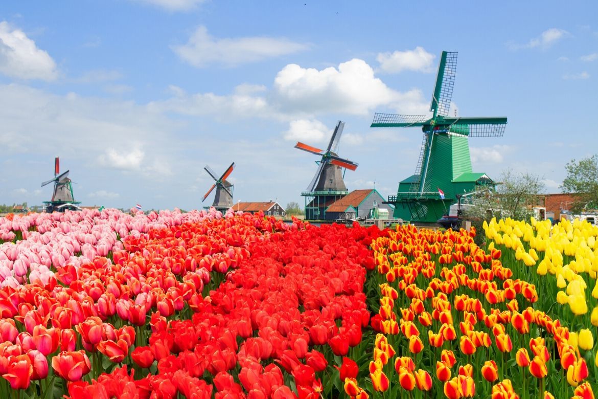 Day trip to the Zaanse Schaans windmills in the Netherlands