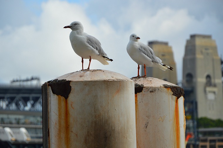 Seagulls at Manly Beach, Australia