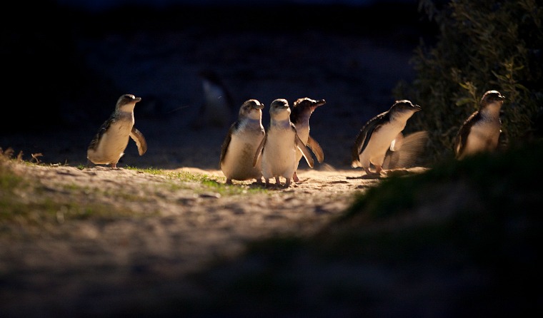 Watching the penguin parade on Phillip Island, Australia