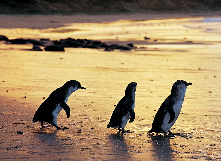 The Phillip Island penguin tour in Australia