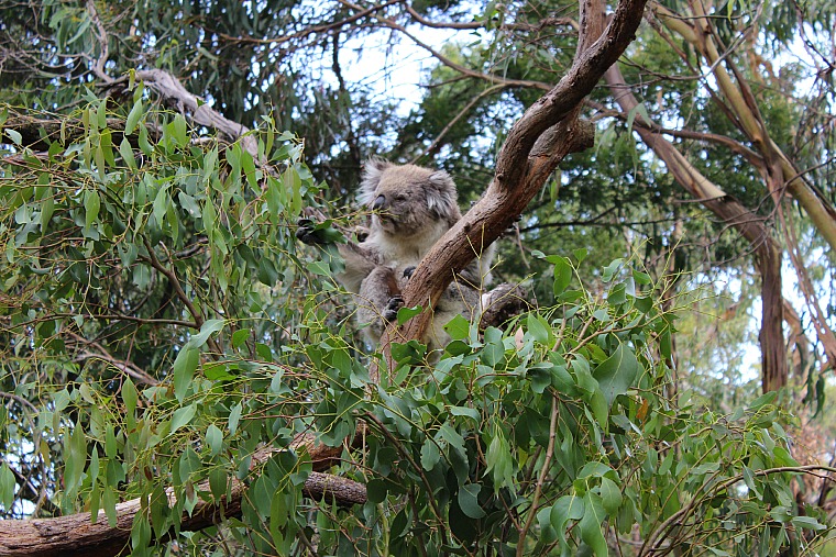 The Phillip Island Koala Conservation Centre