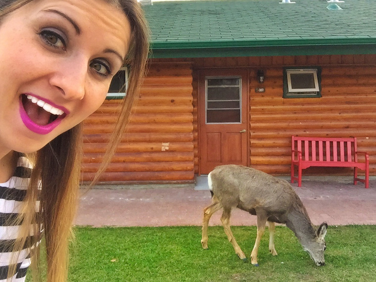 Deer selfie!