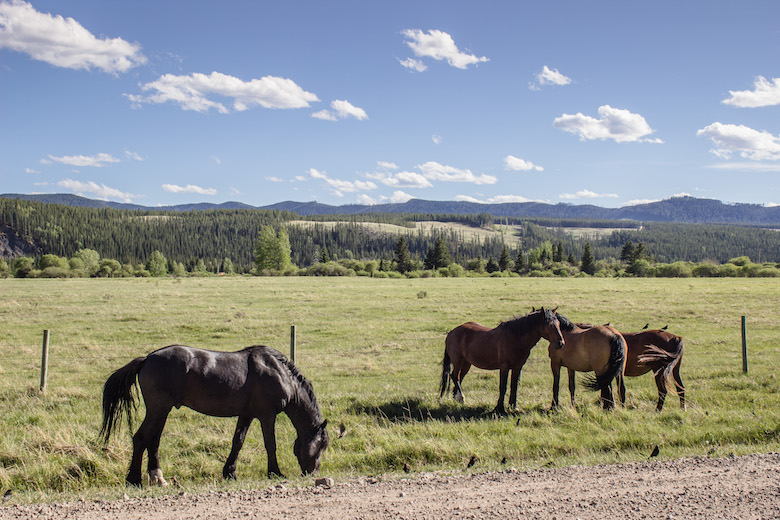 Canada-Alberta-Sundre-Horses