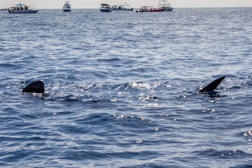 Mexico-Holbox-Whale-Shark-8