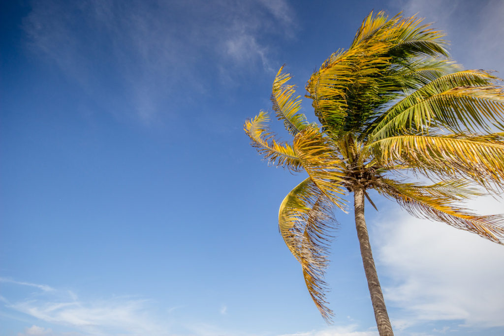 Mexico-Playa-del-Carmen-palm-tree