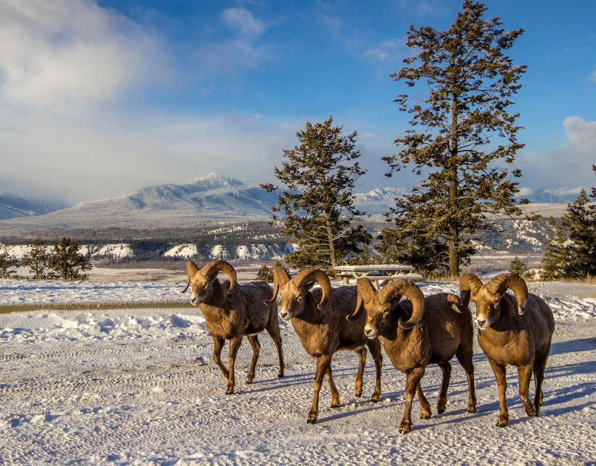 Bighorn sheep in the Columbia Valley. British Columbia, Canada