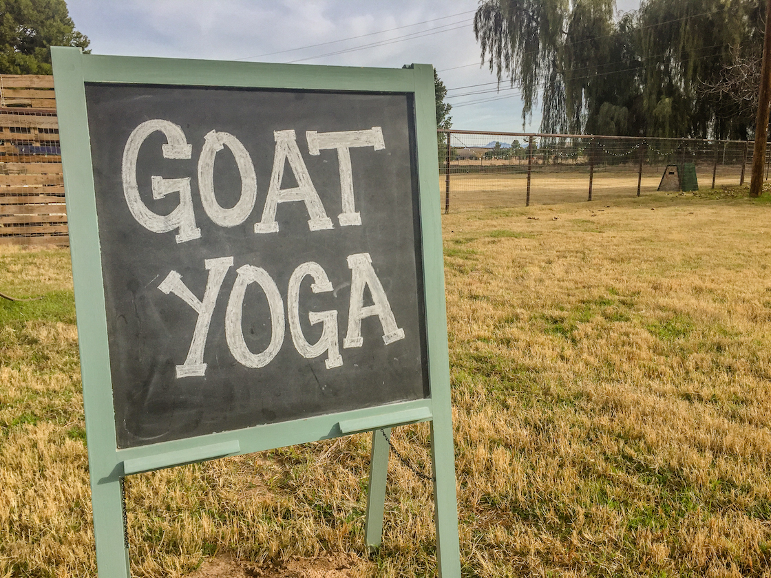 Goat Yoga in Arizona
