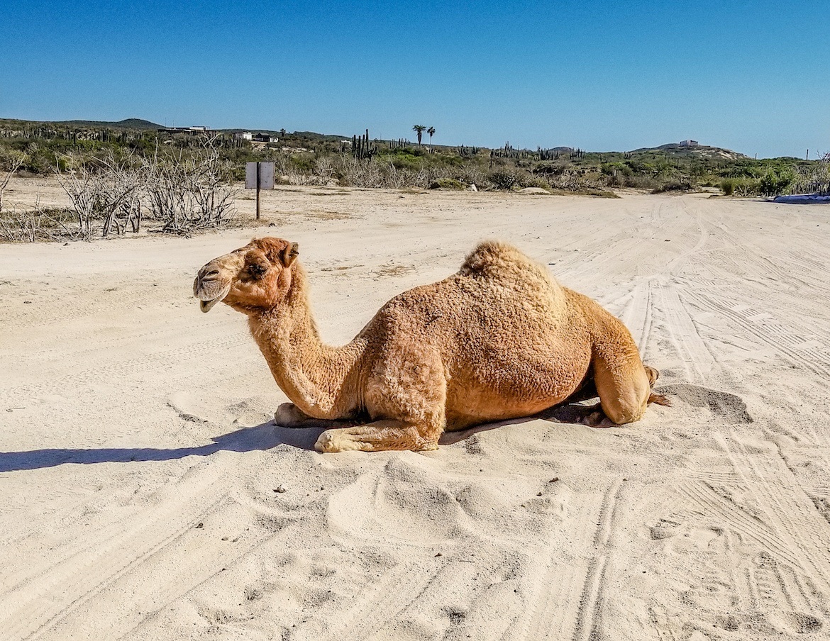Outback camel safari in Baja Mexico