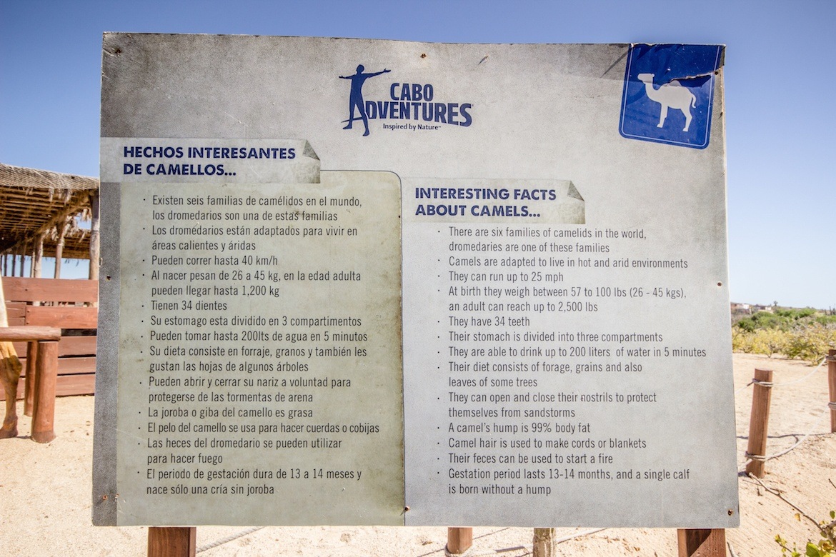 Outback camel safari in Baja Mexico