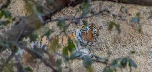 A tiger in Ranthambore National Park, India