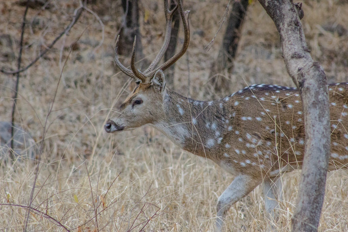 Spotted deer in Ranthambore National Park, India
