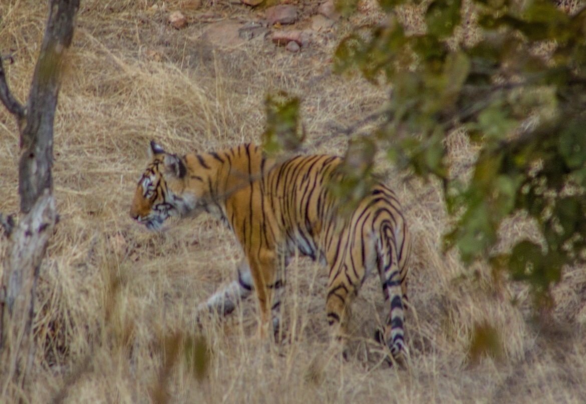 A tiger in Ranthambore National Park, India