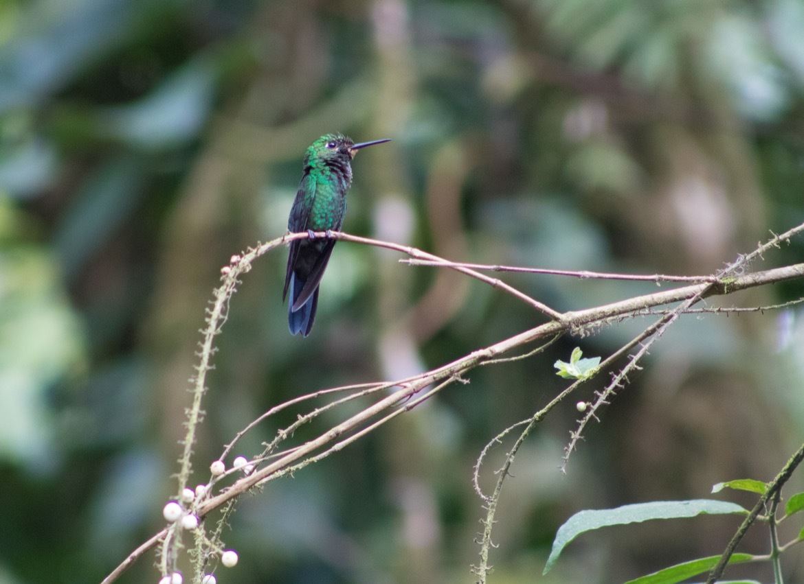 The hummingbird garden in Monteverde, Costa Rica