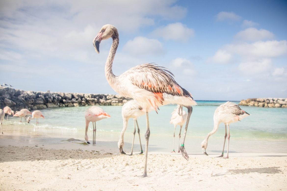 Flamingos on De Palm Island, Aruba