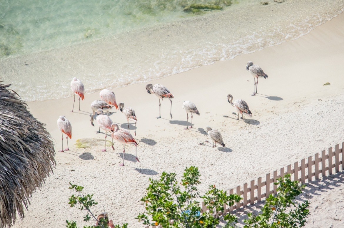Flamingos on De Palm Island, Aruba