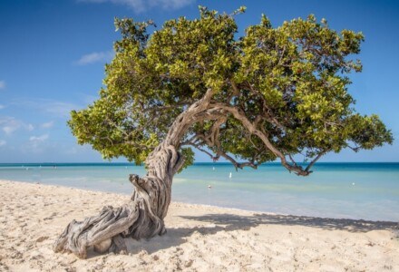 The famous Divi Divi tree on Eagle Beach