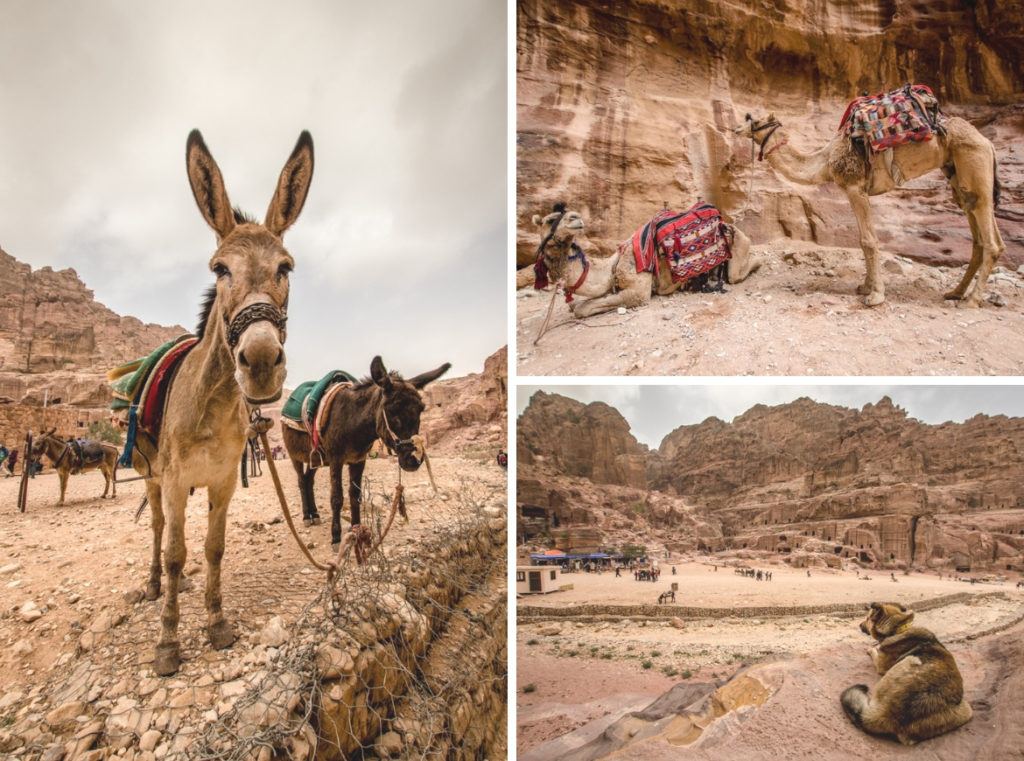 Donkeys and camels at Petra, Jordan