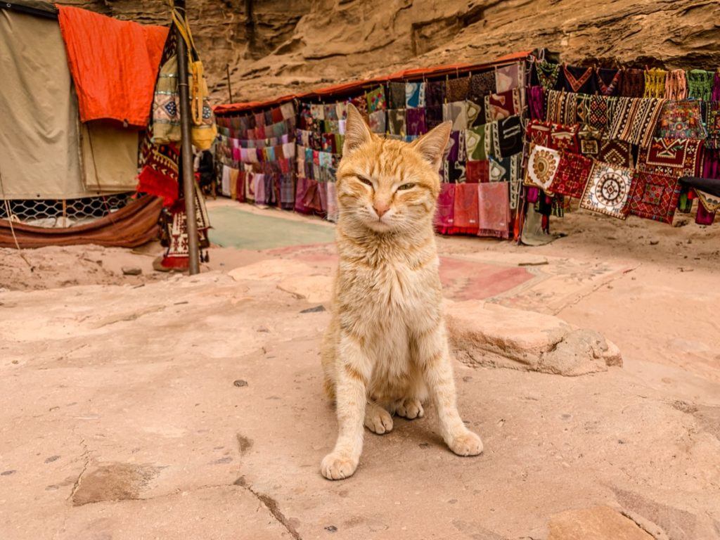 A cat in the souk in Petra, Jordan