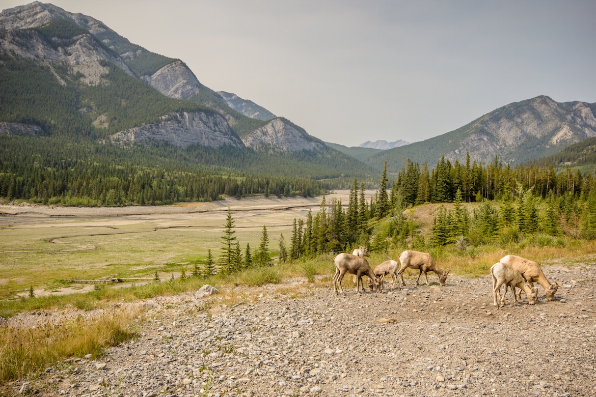 Big horn sheep in Kananaskis near Ptarmigan Cirque