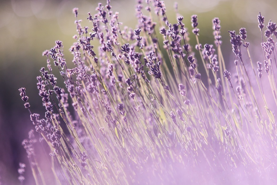 Lavender farms in Oregon