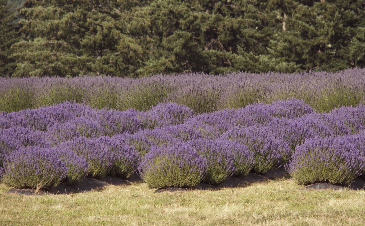 Lavender farms in Oregon