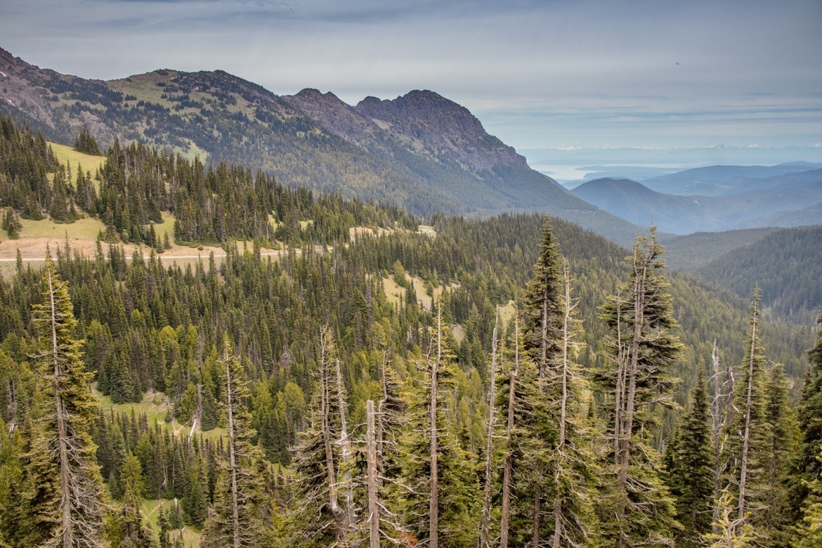 Hiking Hurricane Ridge is one of the best things to do in Olympic National Park
