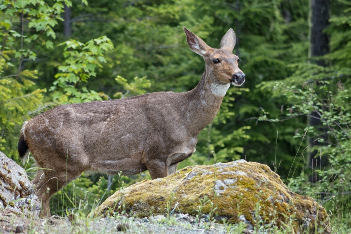 A deer in Olympic National Park