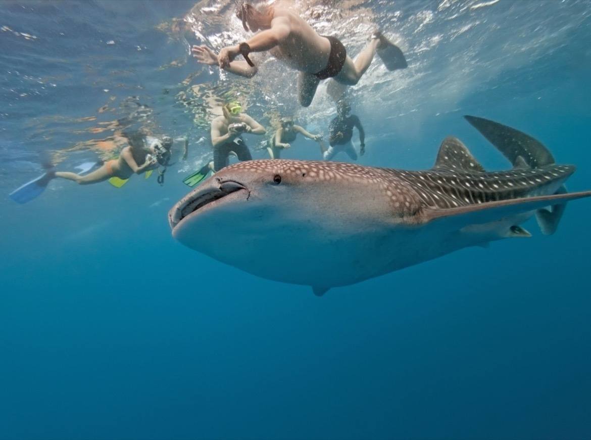 swimming with whale sharks