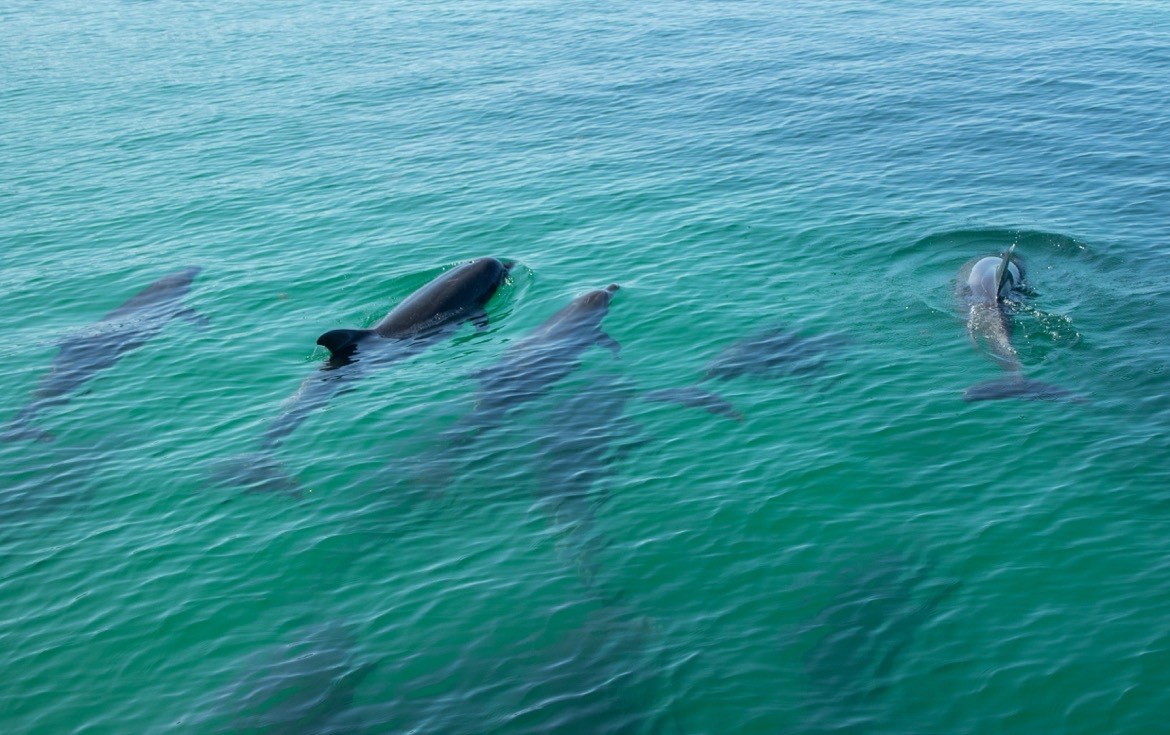 Dolphins in Parque Nacional Bahia de Loreto