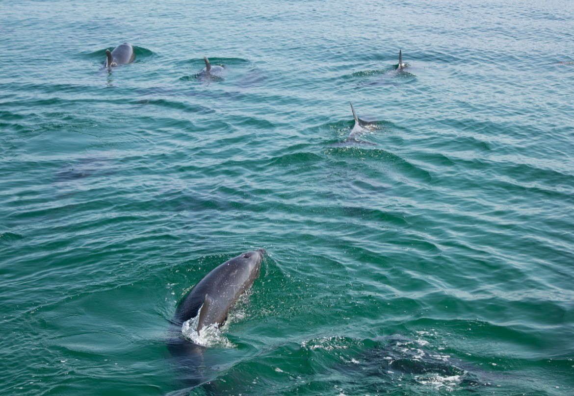 Dolphins in Parque Nacional Bahia de Loreto