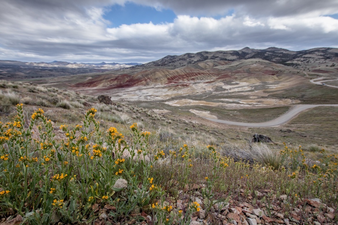 Wildflower season at the Painted Hills