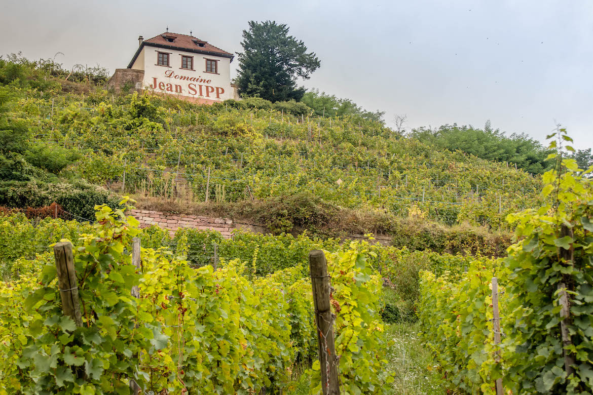 Vineyards and wineries in Ribeauvillé, France