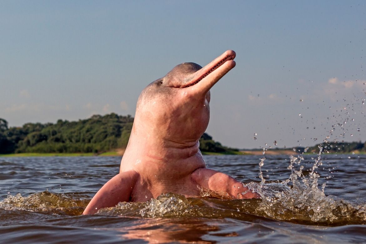 Pink dolphin in the Amazon