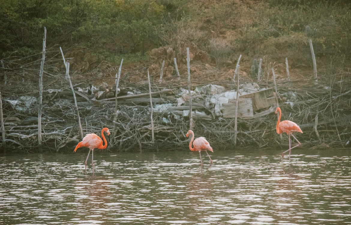 Flamingos in Goto Lake, Bonaire