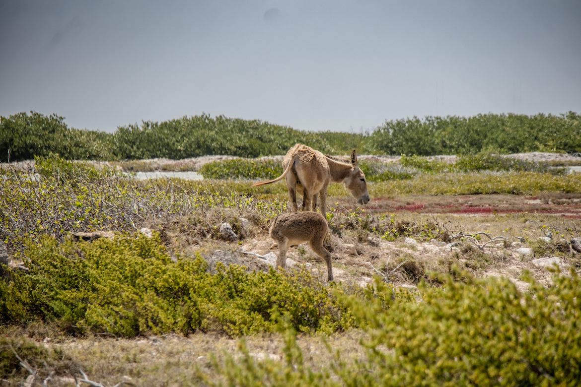 Donkeys in Bonaire