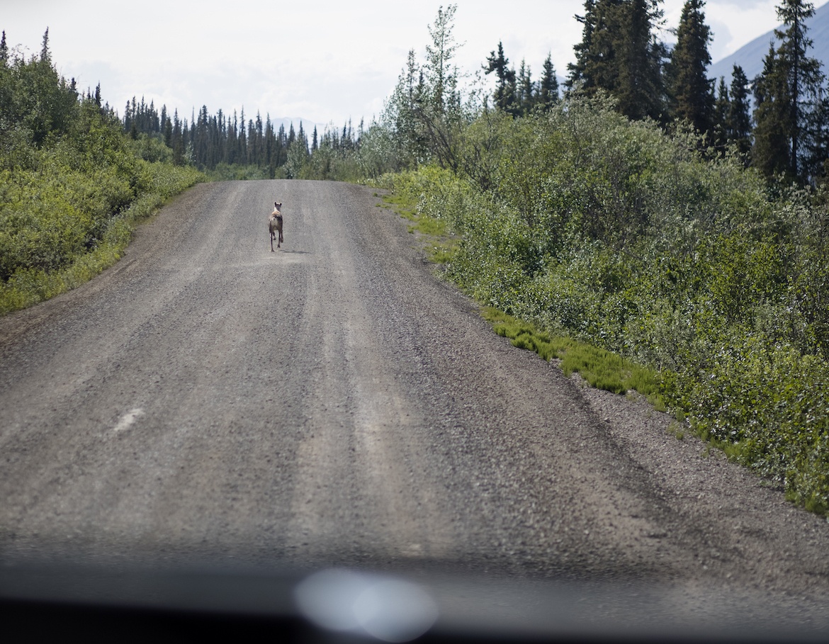 A caribou on the Denali Highway in Alaska
