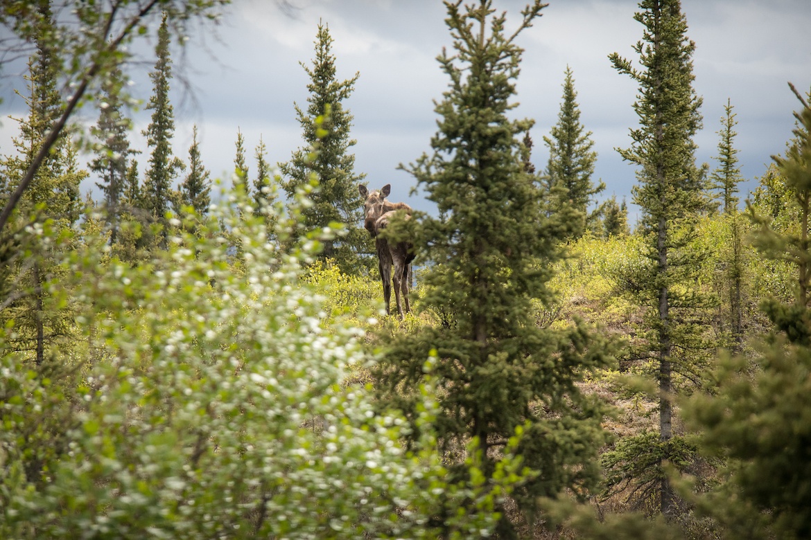 A moose on the Denali Highway in Alaska