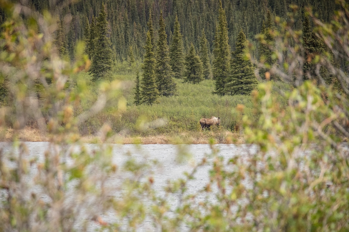 A moose on the Denali Highway in Alaska