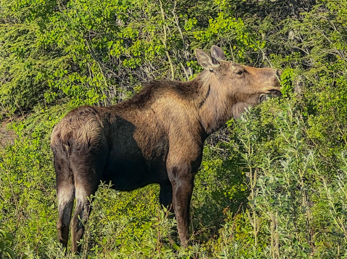 A moose in Alaska